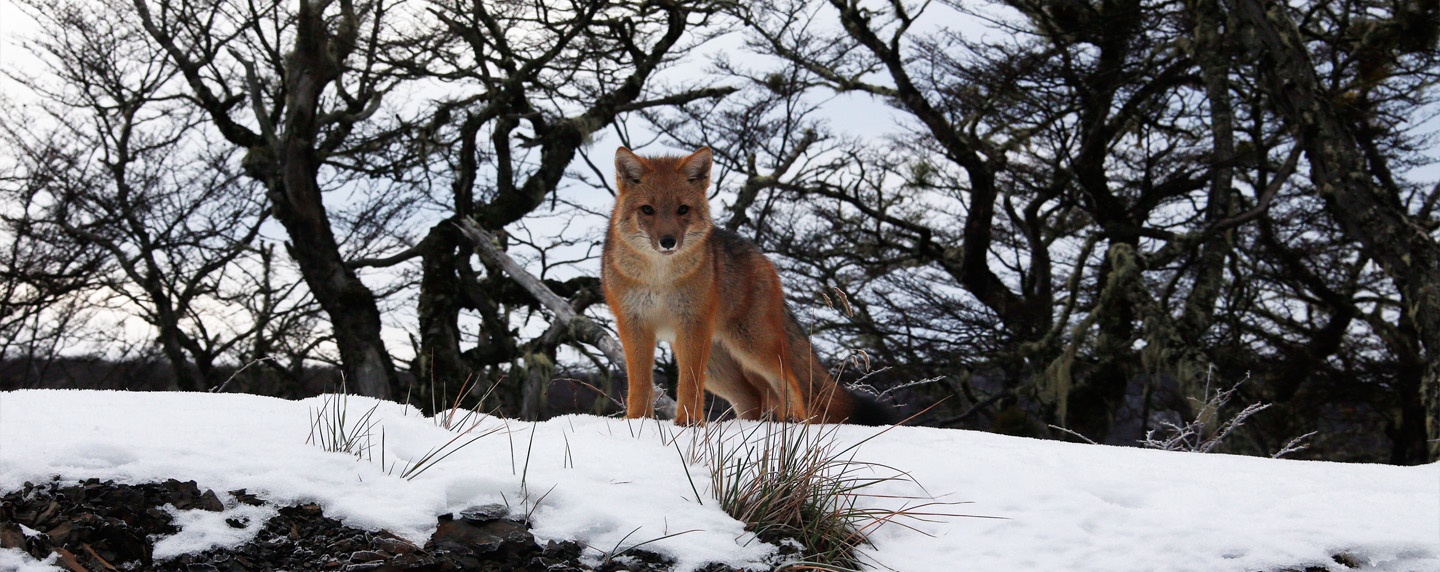 patagonian fox